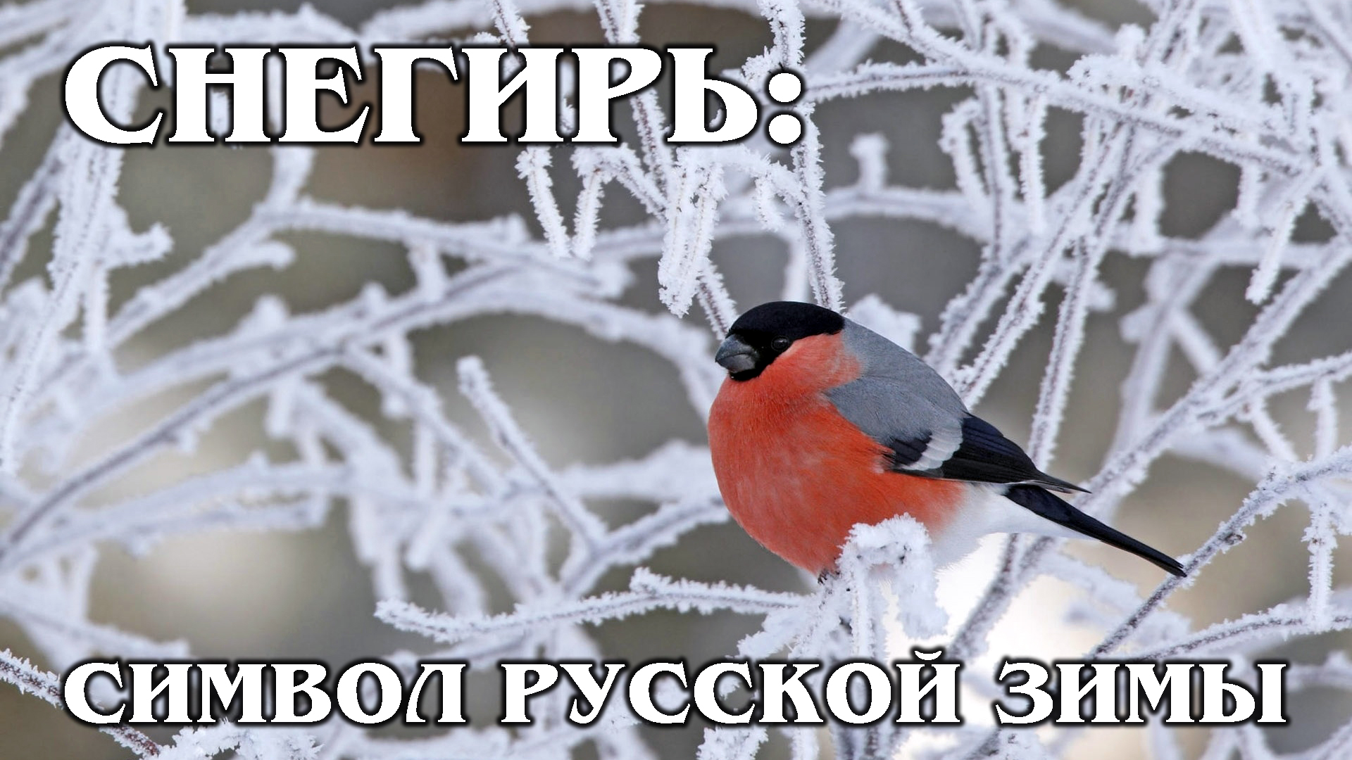 СНЕГИРЬ: «Огненный» пернатый символ русской зимы | Интересные факты про снегирей, птиц и животных смотреть онлайн
