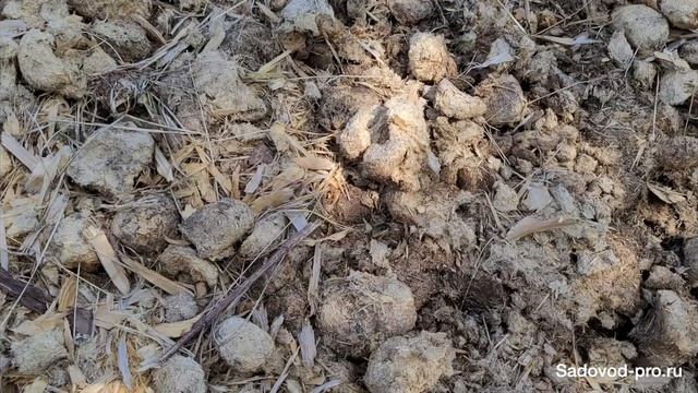 Конский навоз 2021 смотреть онлайн