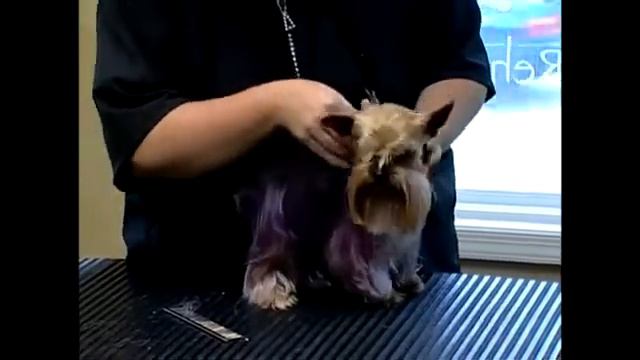 How to Color Yorkshire Terrier Fur смотреть онлайн