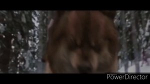 Волки против вампиров (фильм сумерки рассвет 2 часть) клип