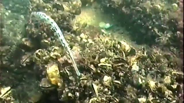 © Рыбы Черного моря. Охота морской иглы длиннорылой Syngnathus Typhle   05 ⁄⁄ Broad Nosed Pipefish