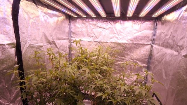 All Of My Gardens Are Now Flowering! UPDATE Vlog Robinhood and Night Owl Genetics смотреть онлайн