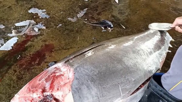 BigEye Tuna Cutting Skills by Top Master