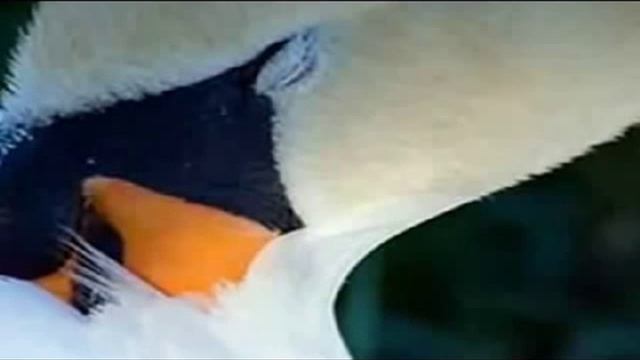 Лебеди позвали за собой смотреть онлайн