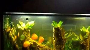 Аквариум мангровые заросли