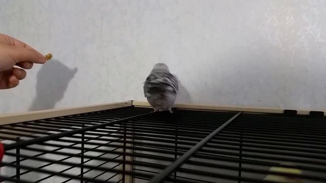 Приучение попугая к кликеру (1 занятие) смотреть онлайн