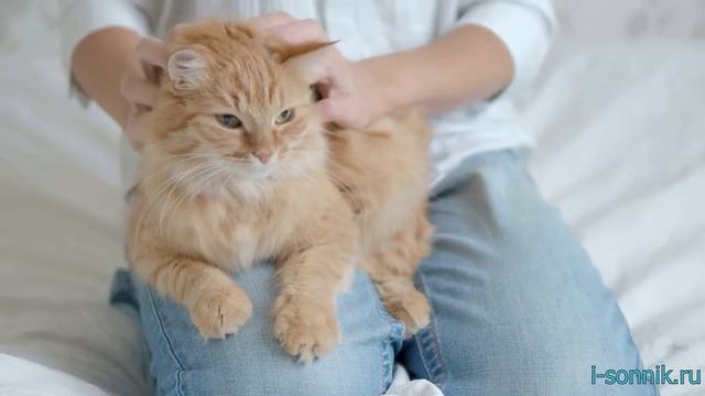 Гладить кошку - толкование сонника смотреть онлайн
