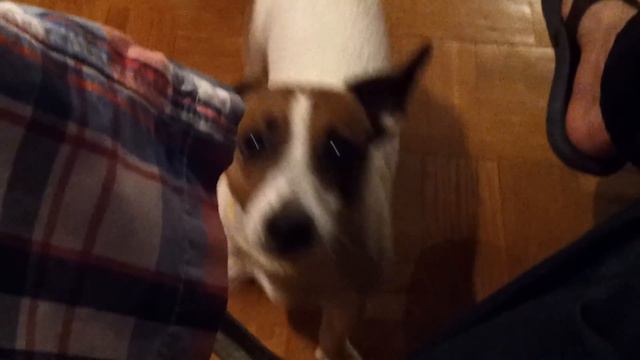 Zyusha talking dog/Зюша говорящий пес смотреть онлайн