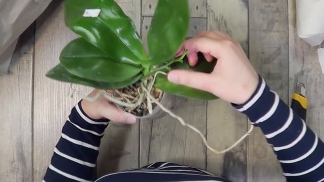 Распаковка посылки с орхидеями. Отзыв о группе заказов "ОРХИДЕИ на заказ. TERRA ORCHIDS" / Life смотреть онлайн