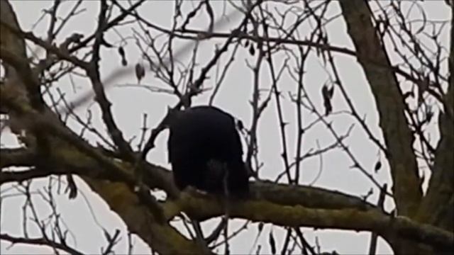 WILDLIFE : Crow by Nikon coolpix L820 смотреть онлайн