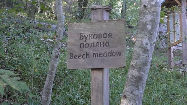 Panasonic HC-VX870. Full HD.Сочи. Тисо - самшитовая роща 2015 смотреть онлайн