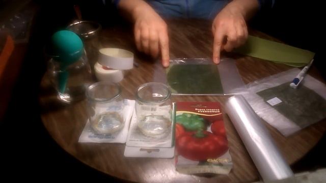 Проращивание семян перца. Мой проверенный способ, делюсь опытом. смотреть онлайн