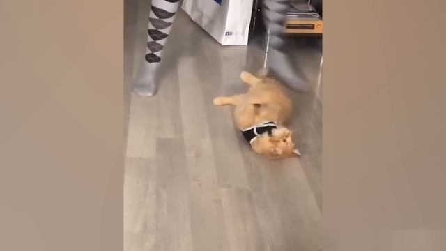 Приколы с котами! С ОЗВУЧКОЙ! - САМ ЕШЬ! Смешные коты! Самые смешные животные! смотреть онлайн