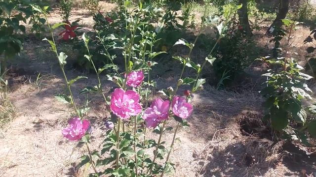 Гибискус сирийский Sanchoyo смотреть онлайн