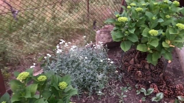Обзор сада в начале лета . Роза "Принц Монако"- цветение. (03.06.22) смотреть онлайн