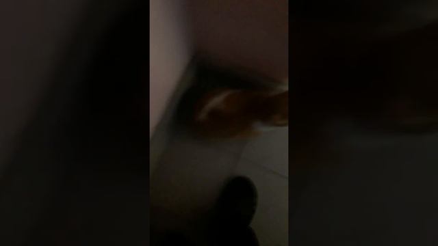 называется нашёл кота смотреть онлайн