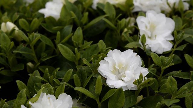 The Sparkling Rhododendron Snow Pearl at ParkSeed.com смотреть онлайн