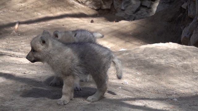 Гудзонские волчата. 04.06.2022 смотреть онлайн