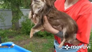 Купила огромный бассейн для собак! Собаки учатся плавать ?(фан Ани Меджик)