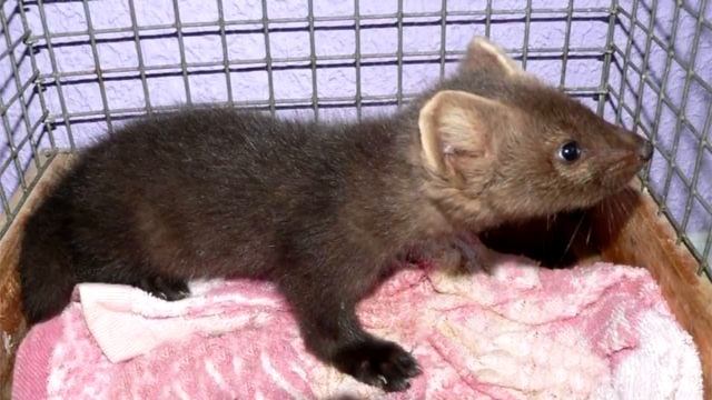 Мужчина спас зверька, даже не подозревая кто это, но малыш вырос