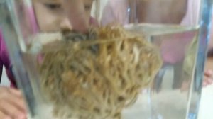 Египетское чудо Каф Марьям. Сухой цветок из Египта