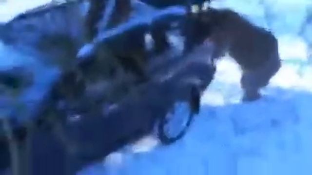 Голодный медведь смотреть онлайн