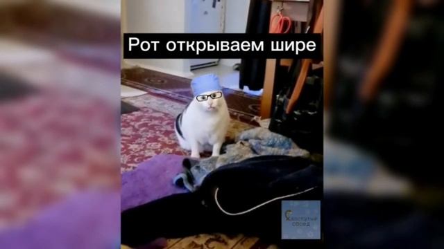 Кот Бендер: "У стоматолога" смотреть онлайн