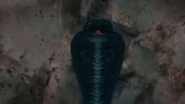 Naagin 6 _ Pratha Calls Out All Naagins For Help . Shivanya , Shivangi , Shesha , Bela , Vish , Ban