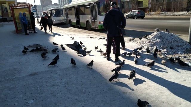 Голуби в Якутске. Чудеса! смотреть онлайн