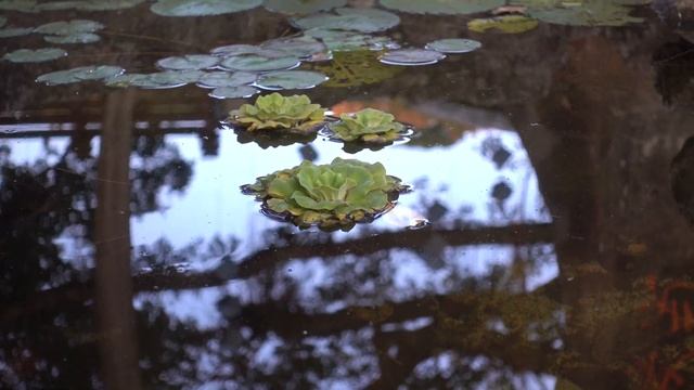 ЛУЧШЕЕ ПЛАВАЮЩЕЕ РАСТЕНИЕ ДЛЯ ДАЧНОГО ПРУДА? Необычные растения для вашего загородного пруда! смотреть онлайн