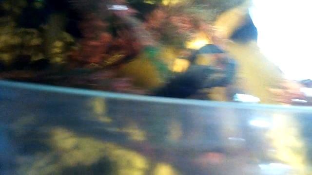 Мои 3 аквариума с щучками,раками и др. Обитателями смотреть онлайн