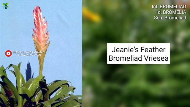 BROMELIA PART 33 | VRIESEA #14 (Bromeliad) VARIETIES | Plant id | Tanaman Hias | Nanas-nanasan смотреть онлайн