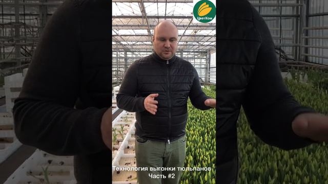 Технология выгонки тюльпанов. Часть 2. смотреть онлайн