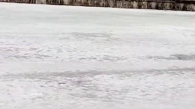 речные крачки прилетели на Михайловский пруд город Зеленоград 15 район Крюково смотреть онлайн