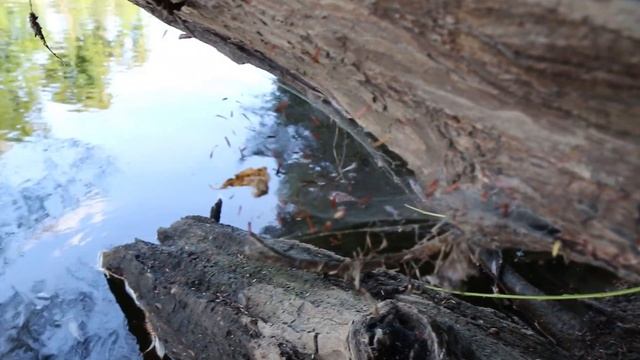 Test Canon EOS 70D + Canon 17-55 2.8 смотреть онлайн