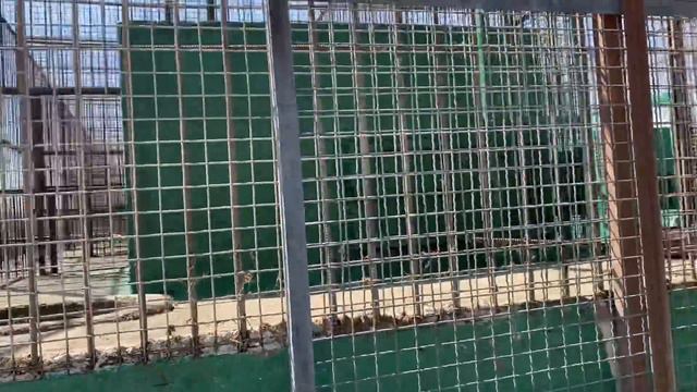 Ярослав Зубков приводит в порядок ВОЛЬЕРЫ ДЛЯ МИШЕК !!! смотреть онлайн