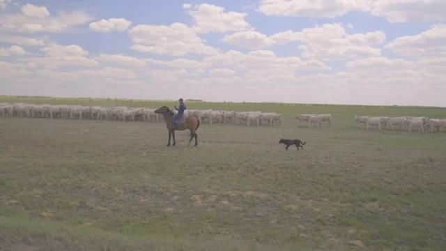 Аулиекольская порода в ТОО»Агрофирма Диевская»