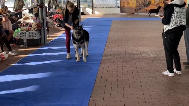 1.03.2020 Кубок Одессы, кобель Чемпион