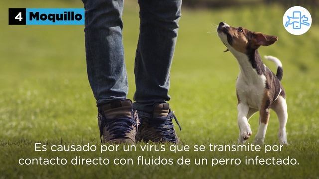 DIARREA con SANGRE en PERROS, ¿hay REMEDIOS CASEROS? смотреть онлайн