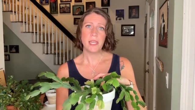 Growing a Giant Christmas or Thanksgiving Cactus! | How to Care For Schlumbergera смотреть онлайн