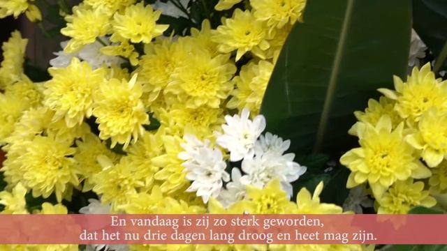 Флористы о Pina Colada: новый тренд шагает по планете смотреть онлайн