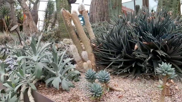 VARIOUS TYPES OF CACTUS PLANTS IN FLOWER DOME SINGAPORE смотреть онлайн