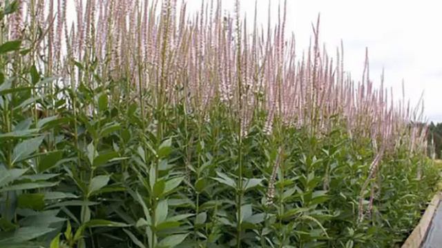 Black Root or Culver’s root смотреть онлайн
