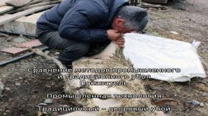 Как правильно разделать и зарезать барана?