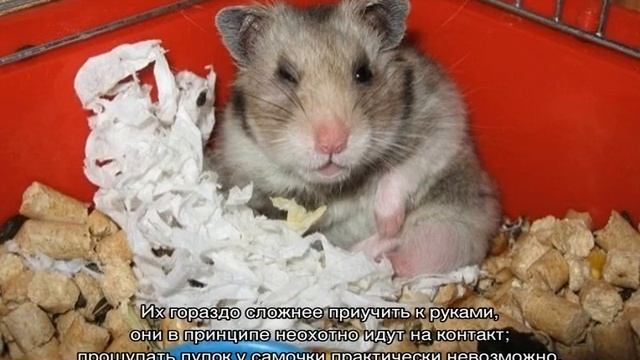 Как определить пол хомяка самостоятельно, в домашних условиях смотреть онлайн