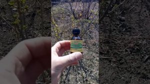 Раствор аммиака для смородины.