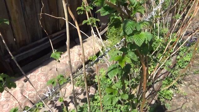 А малина то подмерзла ещё с осени!!! смотреть онлайн