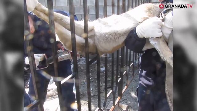 Миасские спасатели вызволили застрявшую в заборе косулю смотреть онлайн