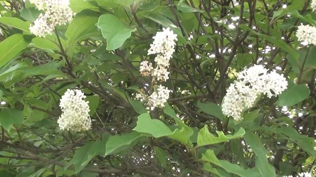 For video editing free footage flowers 030 смотреть онлайн