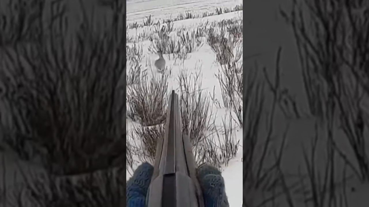 ЗАЯЦ СИДЕЛ ДО ПОСЛЕДНЕГО. Но его это не спасло. #охота #охотаназайца смотреть онлайн